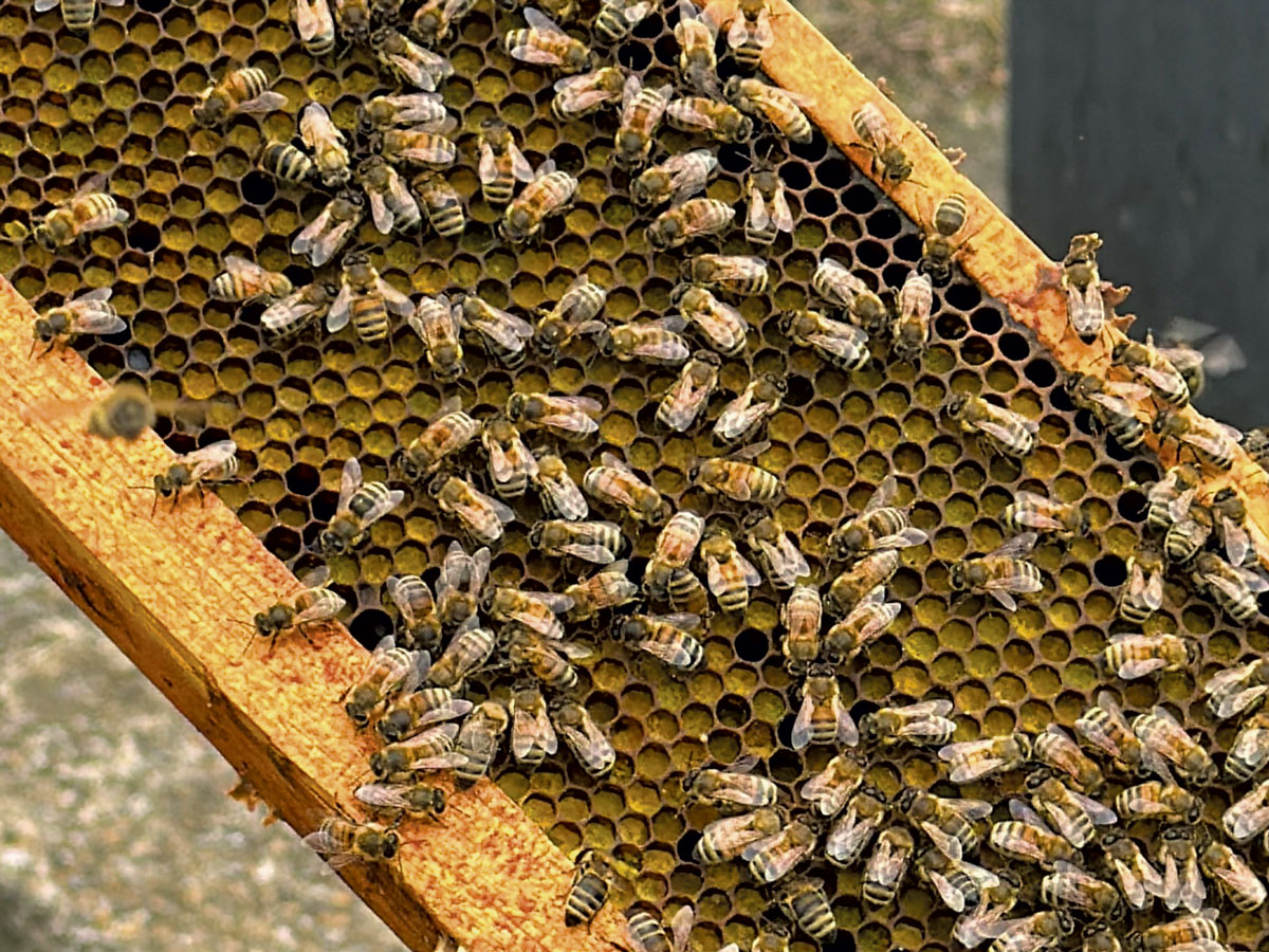 Champlain Valley Apiaries to Hit 100th With Next-Gen Leader