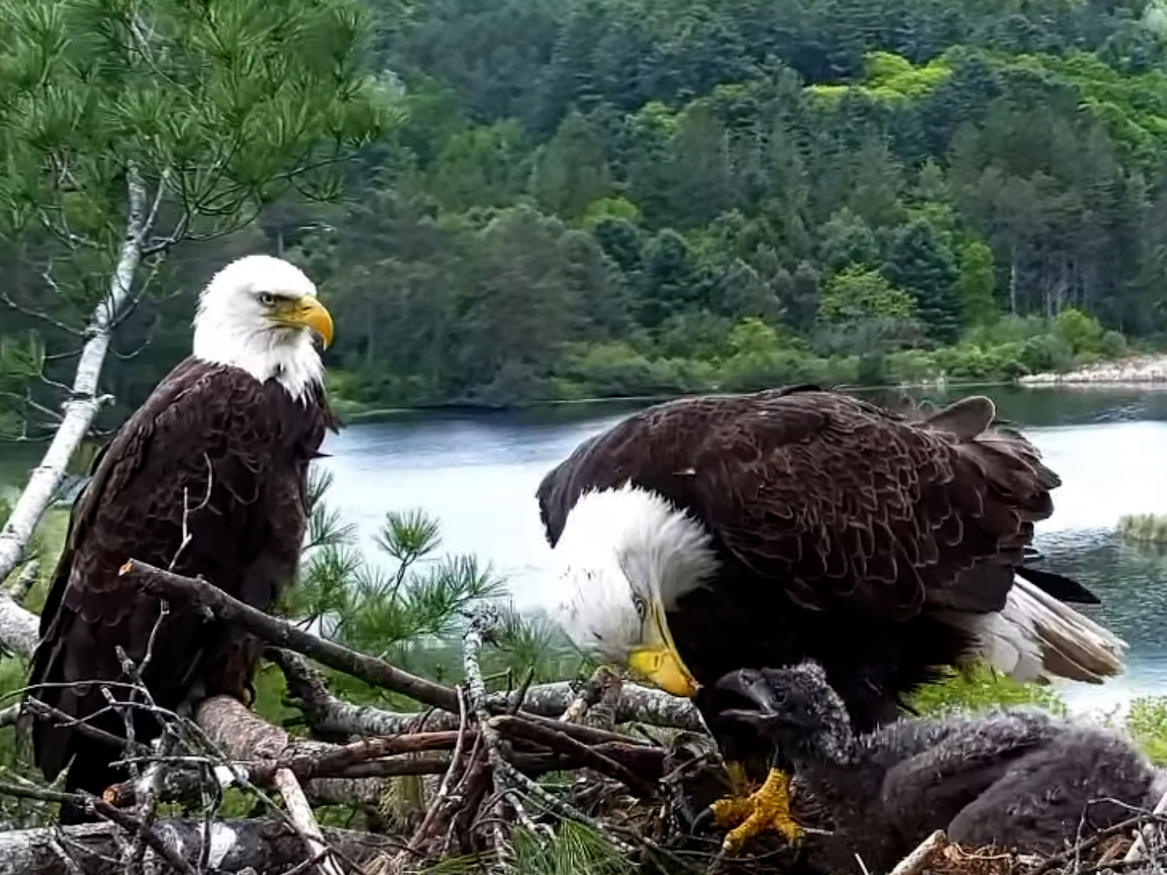 Stuck in Vermont: Viewers Enjoy a Bald Eagle Family’s Live Stream From Quechee