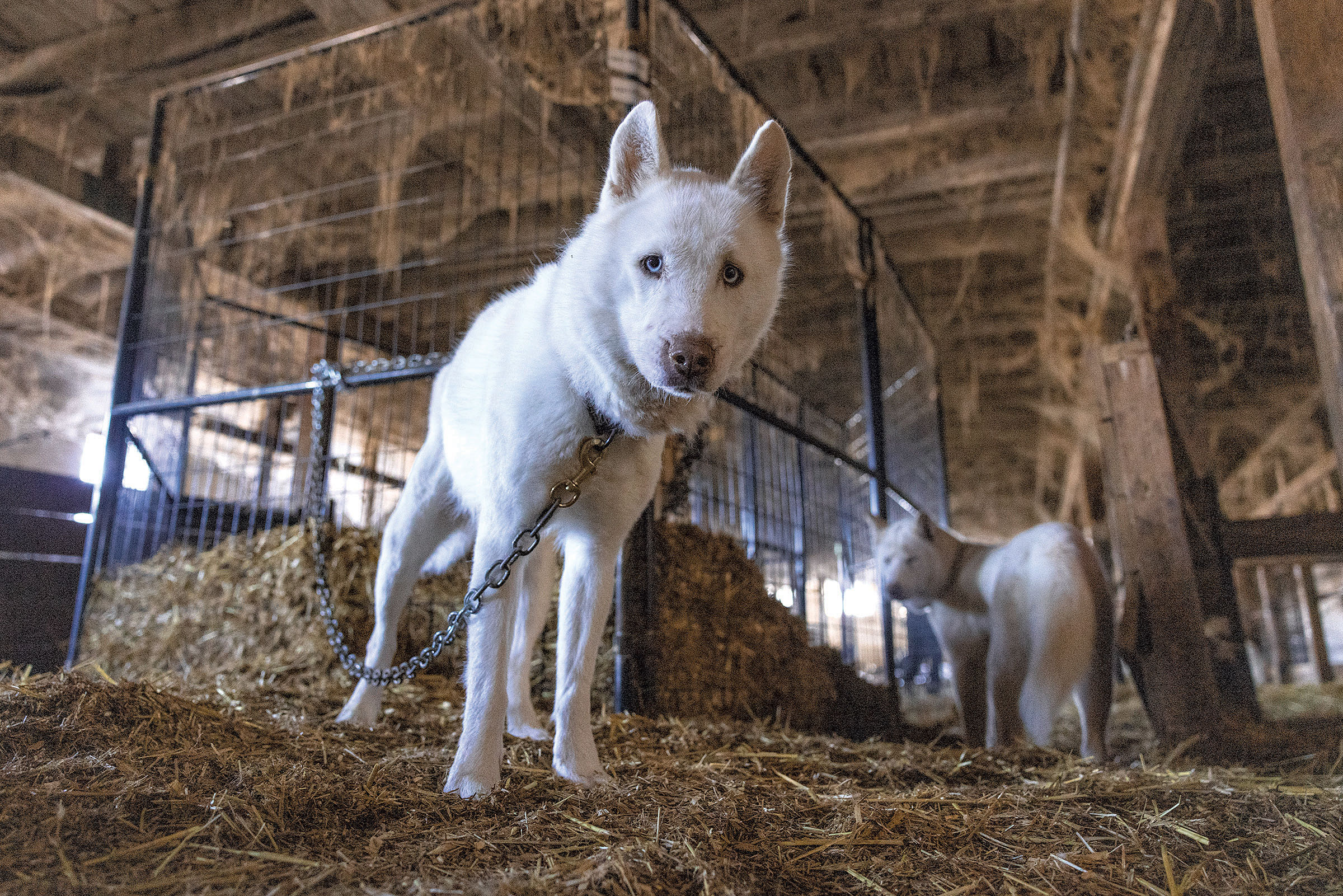 Vermont’s First Director of Animal Welfare Presses for Change