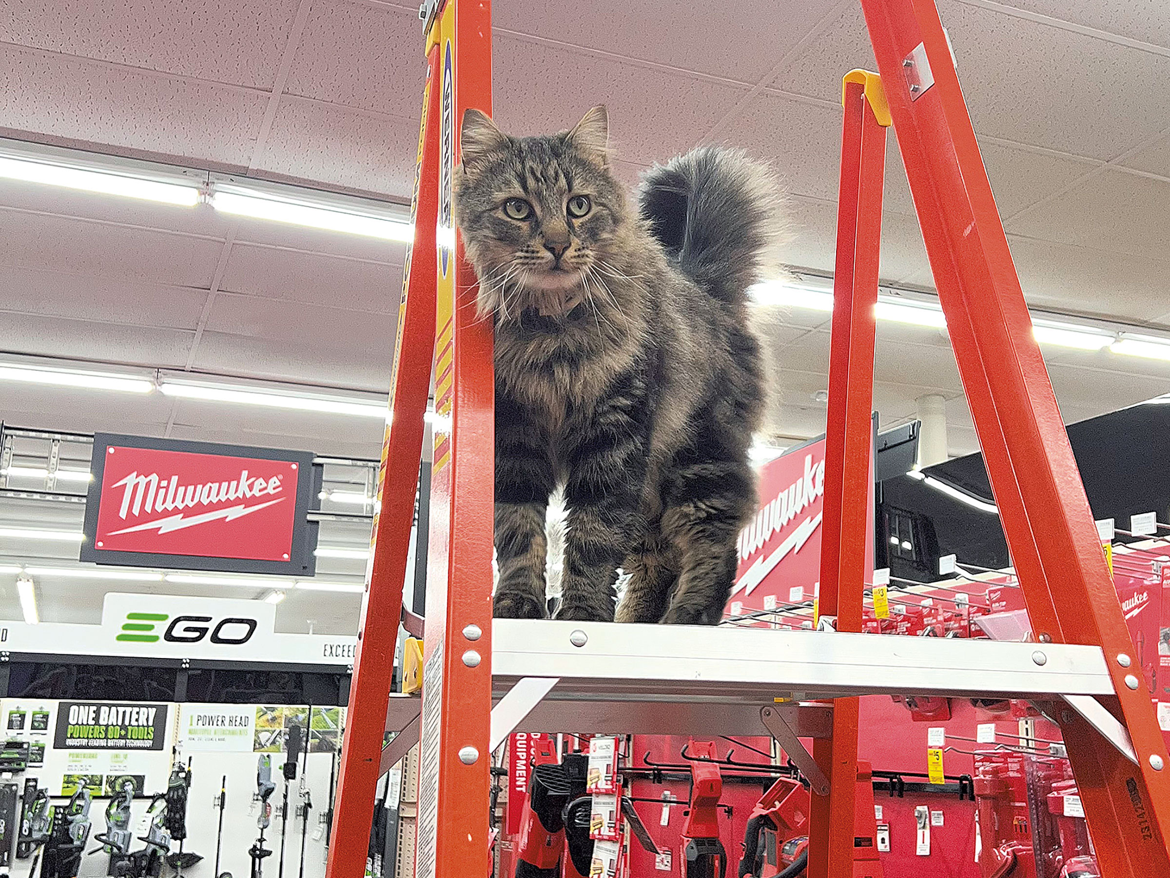 WTF: Why Do So Many Hardware Stores Have Cats?
