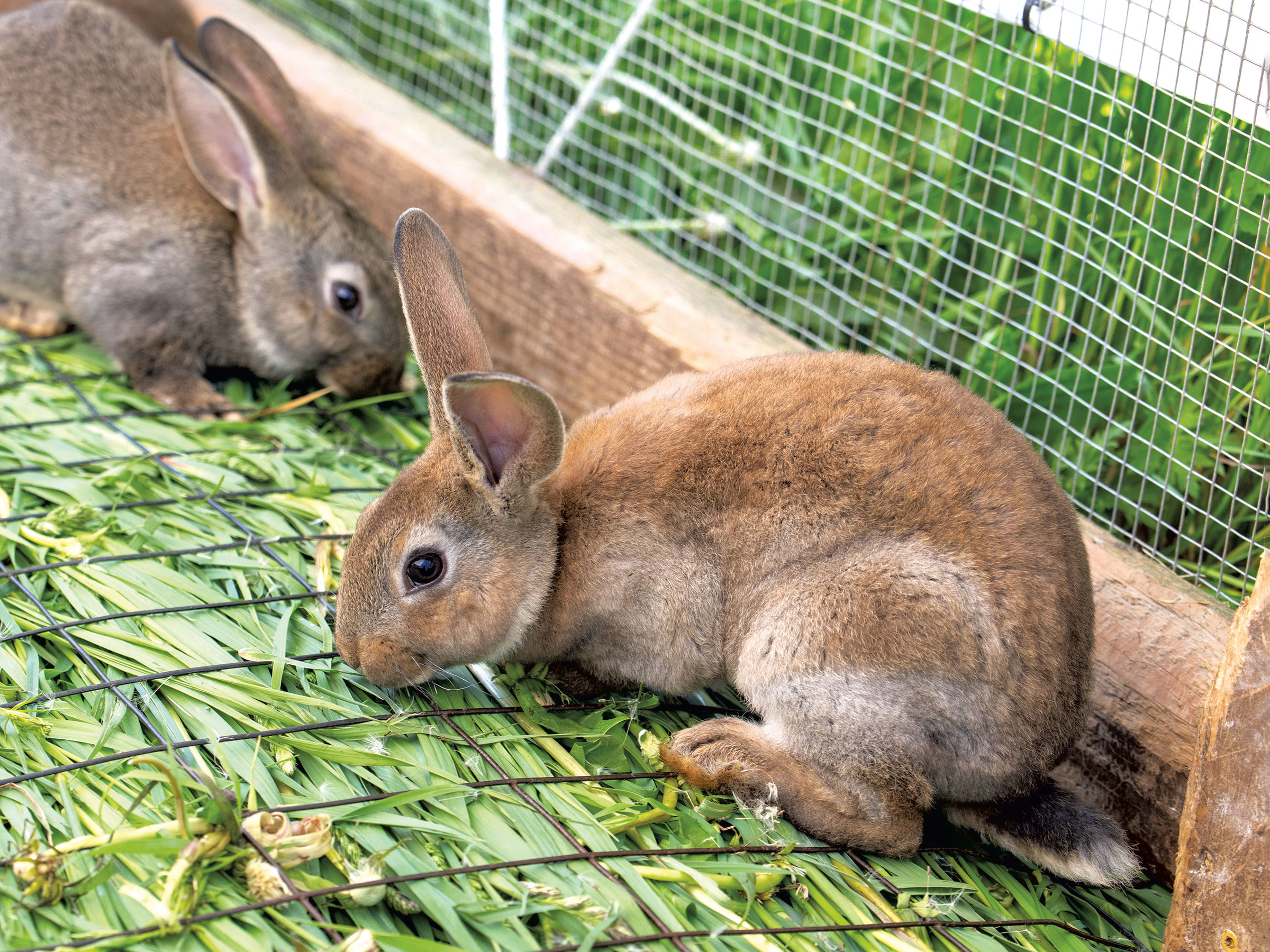 Rocky Hill Farm Raises Meat Rabbits in Westford